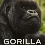 เล่าเรื่องกอริลลา โดยเดวิด แอทเทนเบอเรอห์ เซอร์เดวิด A Gorilla Story (2026)